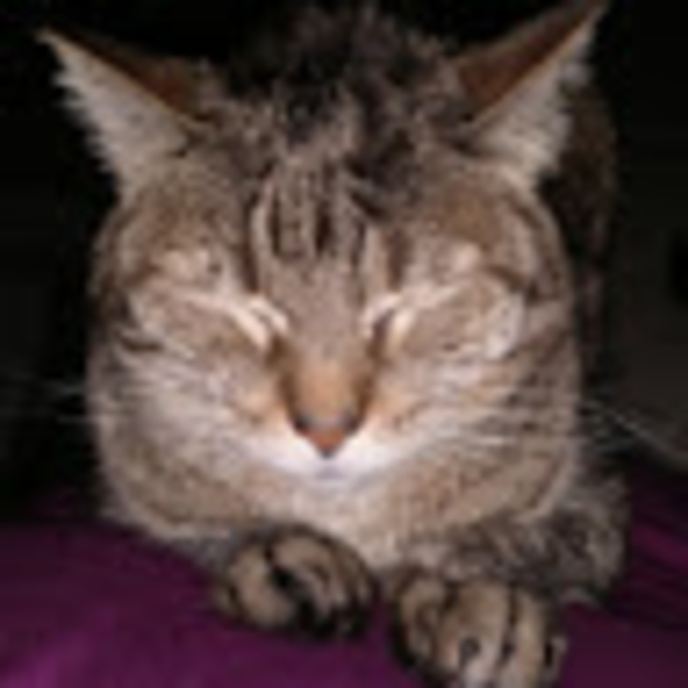 Meet your Posher, Mira